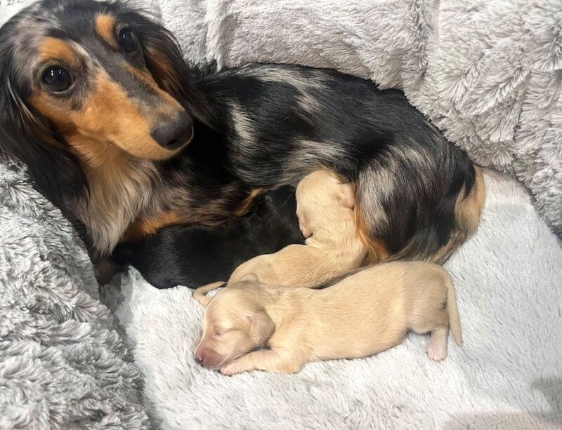 Dachshund puppies for sale in Maidstone, Kent – KC registered, 3 weeks old - Image 8 of 11