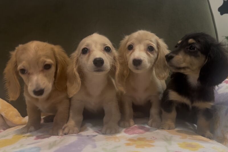 Dachshund puppies for sale in Maidstone, Kent – KC registered, 3 weeks old - Image 9 of 11