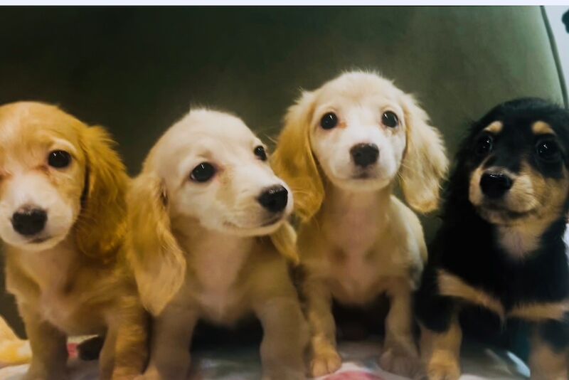 Dachshund puppies for sale in Maidstone, Kent – KC registered, 3 weeks old - Image 11 of 11