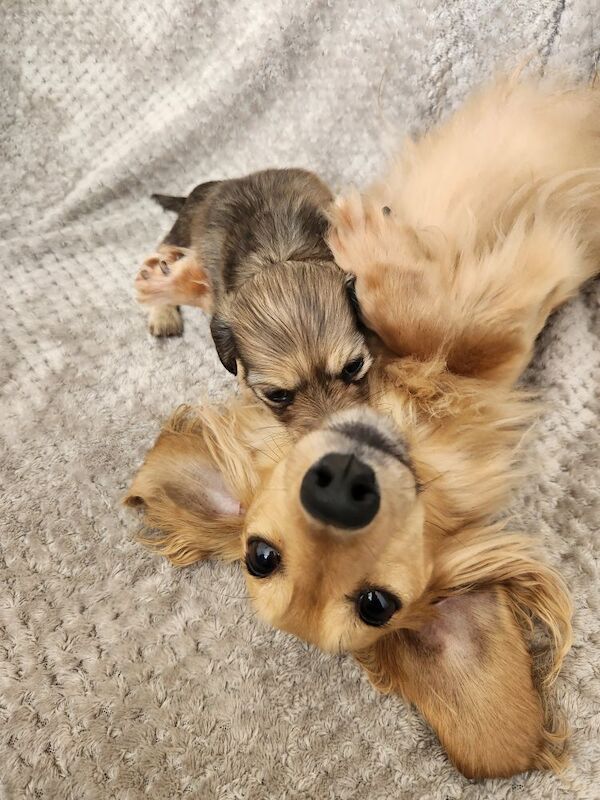 KC cream long hair Dachshunds for sale in Lancashire