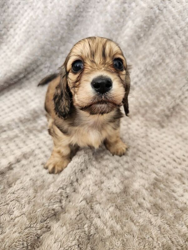 KC cream long hair Dachshunds for sale in Lancashire | Image 2