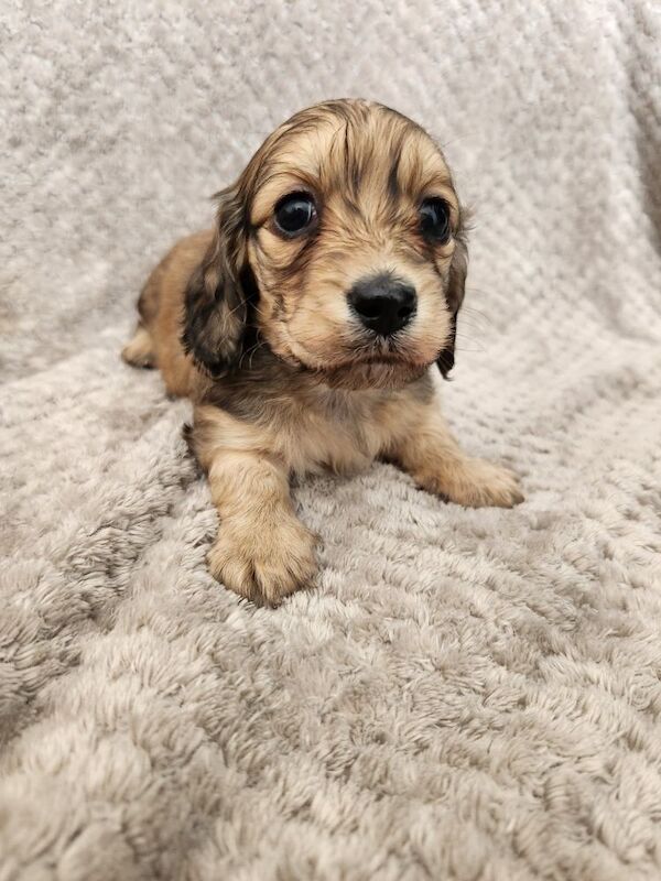 KC cream long hair Dachshunds for sale in Lancashire | Image 3