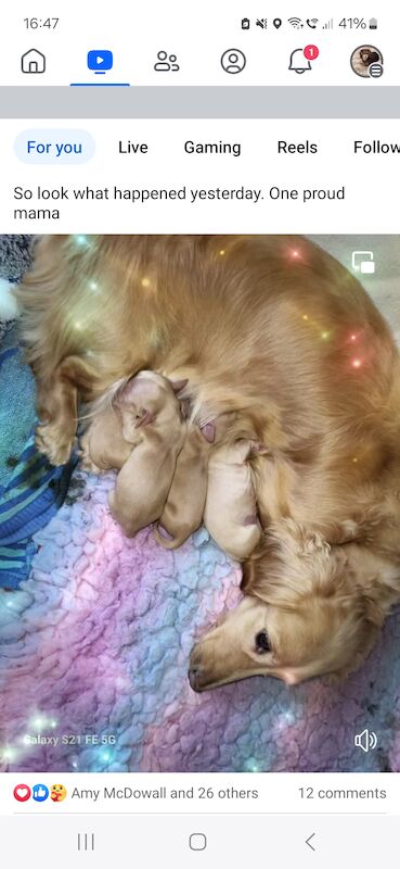 KC cream long haired miniature dachshund for sale in Gainsborough, Lincolnshire