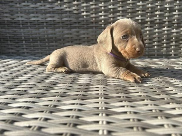 KC ISABELLA & BLUE/TAN MINIATURE DACHSHUND PUPPIES for sale in Tyldesley, Greater Manchester