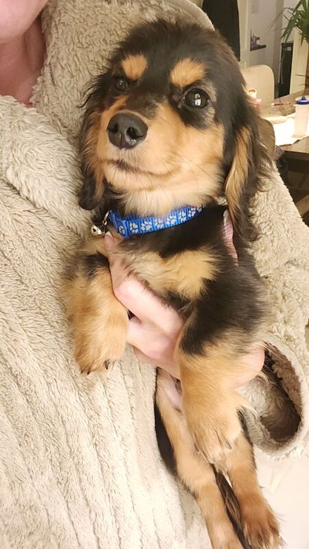KC Long hair Dachshund male for sale in Lancashire