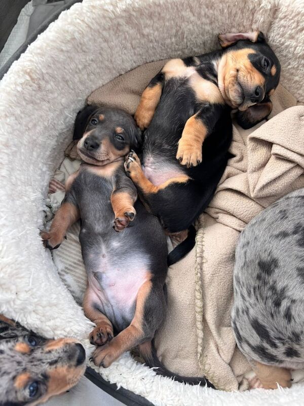 Dachshund puppies for sale in Dundee, City of Dundee – KC registered, 7 weeks old