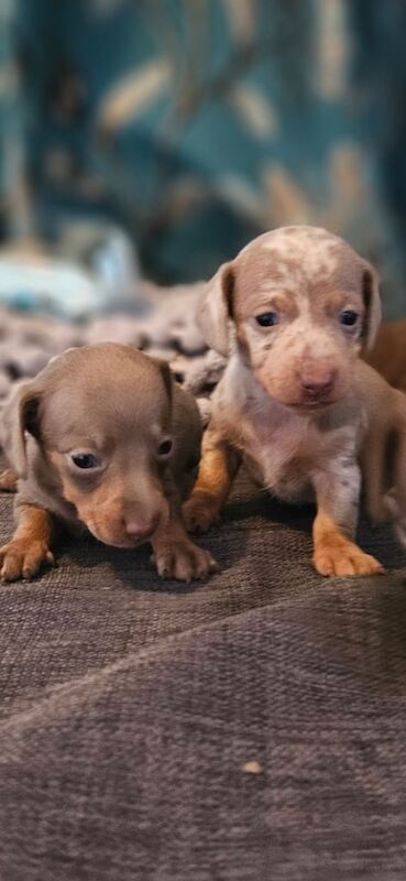 Dachshund puppies for sale in Edmonton, Greater London – KC registered, 6 weeks old