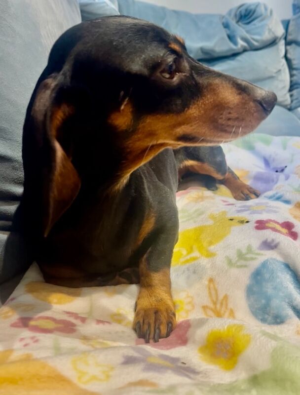 KC miniature dachshund adult female for sale in Maidstone, Kent