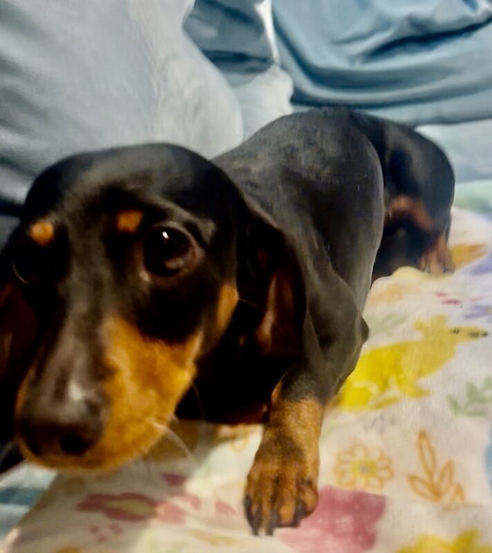 KC miniature dachshund adult female for sale in Maidstone, Kent | Image 2