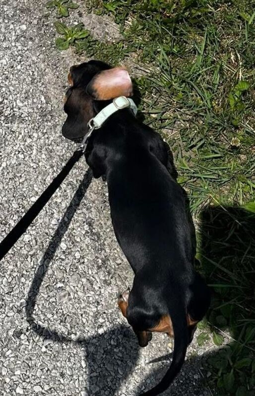 KC miniature dachshund adult female for sale in Maidstone, Kent | Image 3