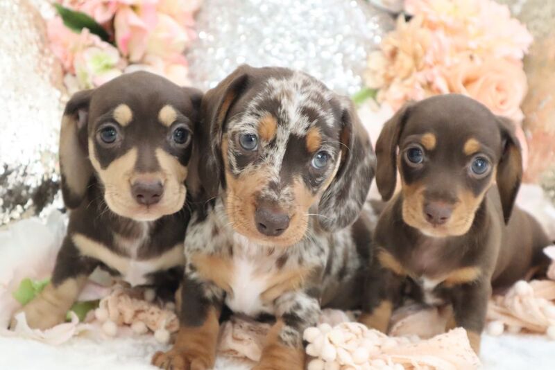 Dachshund puppies for sale in Wisbech, Cambridgeshire – KC registered, 6 weeks old
