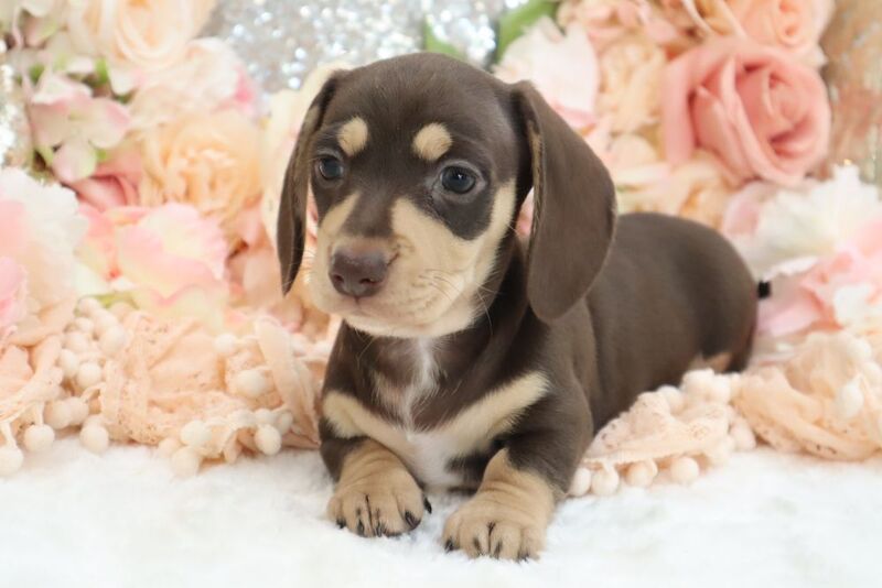 Dachshund puppies for sale in Wisbech, Cambridgeshire – KC registered, 6 weeks old - Image 2 of 13