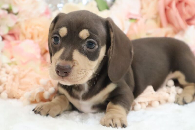 Dachshund puppies for sale in Wisbech, Cambridgeshire – KC registered, 6 weeks old - Image 3 of 13