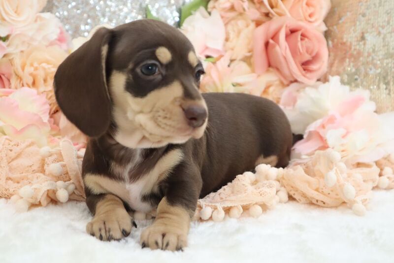 Dachshund puppies for sale in Wisbech, Cambridgeshire – KC registered, 6 weeks old - Image 4 of 13