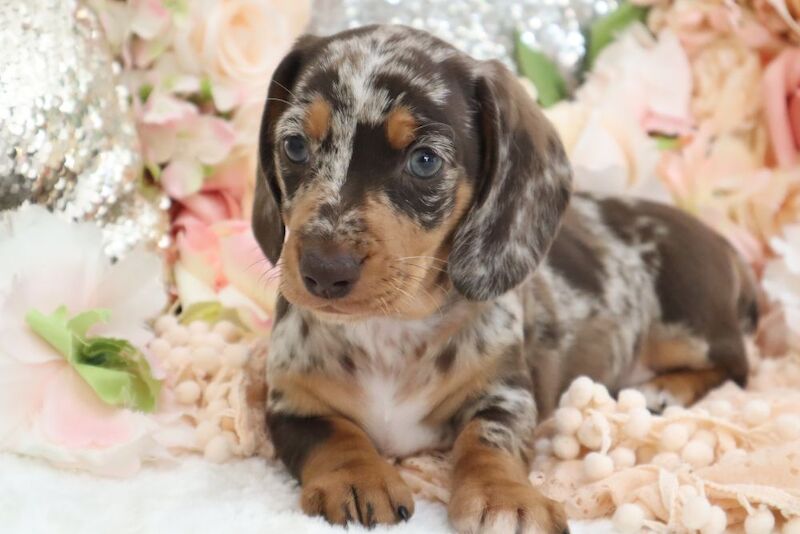 Dachshund puppies for sale in Wisbech, Cambridgeshire – KC registered, 6 weeks old - Image 5 of 13