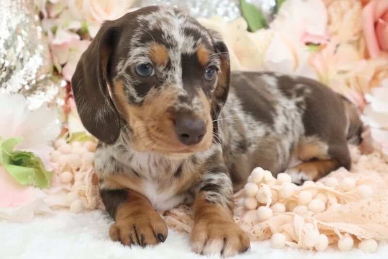 Dachshund puppies for sale in Wisbech, Cambridgeshire – KC registered, 6 weeks old - Image 6 of 13