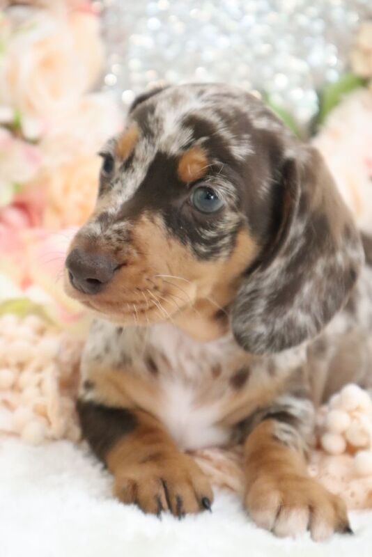 Dachshund puppies for sale in Wisbech, Cambridgeshire – KC registered, 6 weeks old - Image 7 of 13