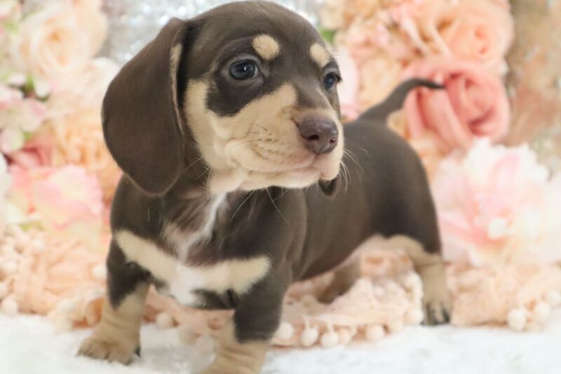 Dachshund puppies for sale in Wisbech, Cambridgeshire – KC registered, 6 weeks old - Image 8 of 13