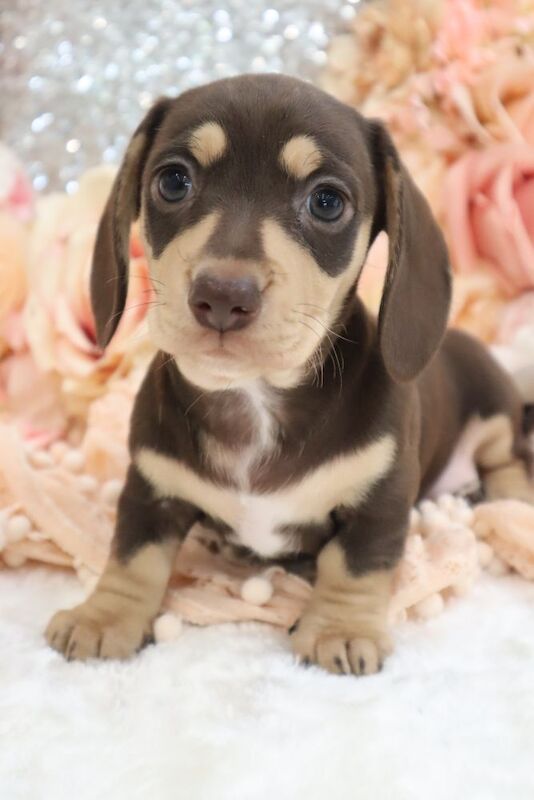 Dachshund puppies for sale in Wisbech, Cambridgeshire – KC registered, 6 weeks old - Image 9 of 13