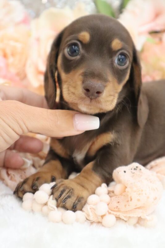Dachshund puppies for sale in Wisbech, Cambridgeshire – KC registered, 6 weeks old - Image 10 of 13