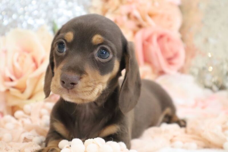 Dachshund puppies for sale in Wisbech, Cambridgeshire – KC registered, 6 weeks old - Image 11 of 13
