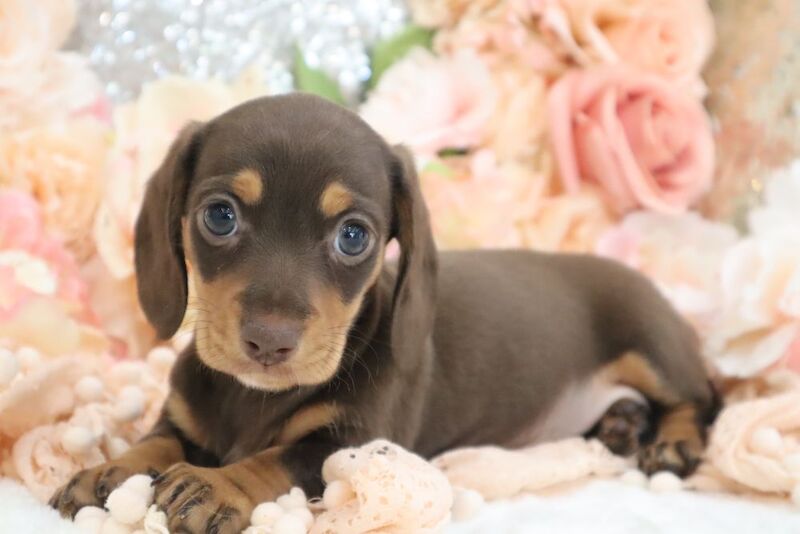 Dachshund puppies for sale in Wisbech, Cambridgeshire – KC registered, 6 weeks old - Image 12 of 13