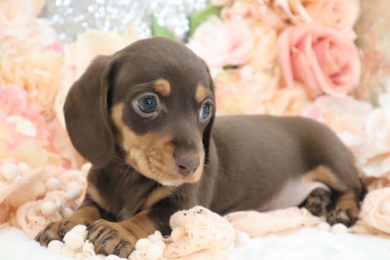 Dachshund puppies for sale in Wisbech, Cambridgeshire – KC registered, 6 weeks old - Image 13 of 13