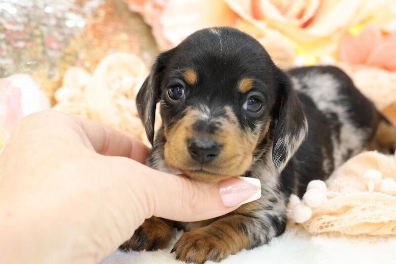 Dachshund puppies for sale in Wisbech, Cambridgeshire β KC registered, 5 hours old - Image 2 of 13