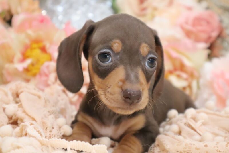 KC Miniature Dachshunds for sale in Wisbech, Cambridgeshire | Image 2