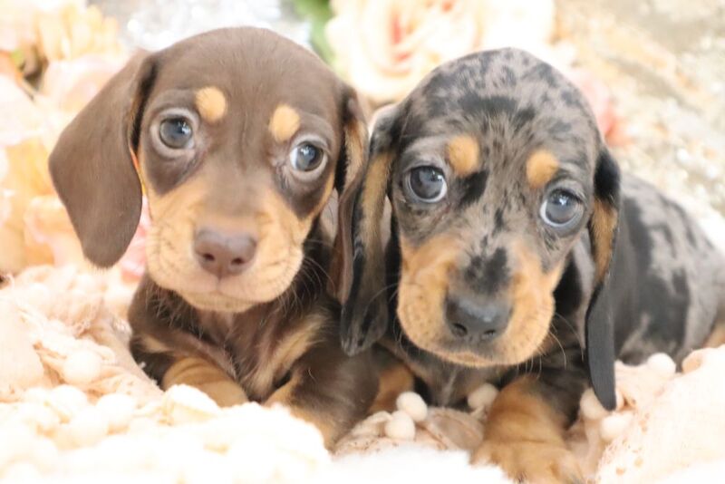 KC Miniature Dachshunds for sale in Wisbech, Cambridgeshire | Image 4
