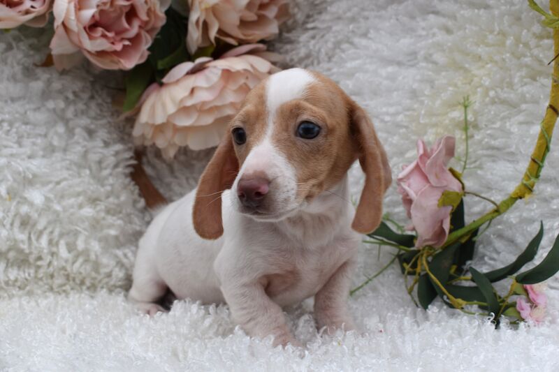 KC Miniature Smooth Dachshund Puppies for sale in King's Lynn, Norfolk - Image 2