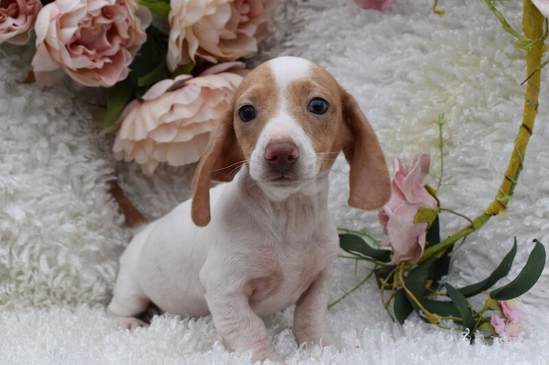 KC Miniature Smooth Dachshund Puppies for sale in King's Lynn, Norfolk - Image 4