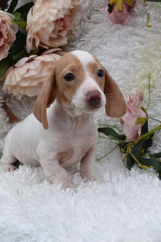KC Miniature Smooth Dachshund Puppies for sale in King's Lynn, Norfolk - Image 6