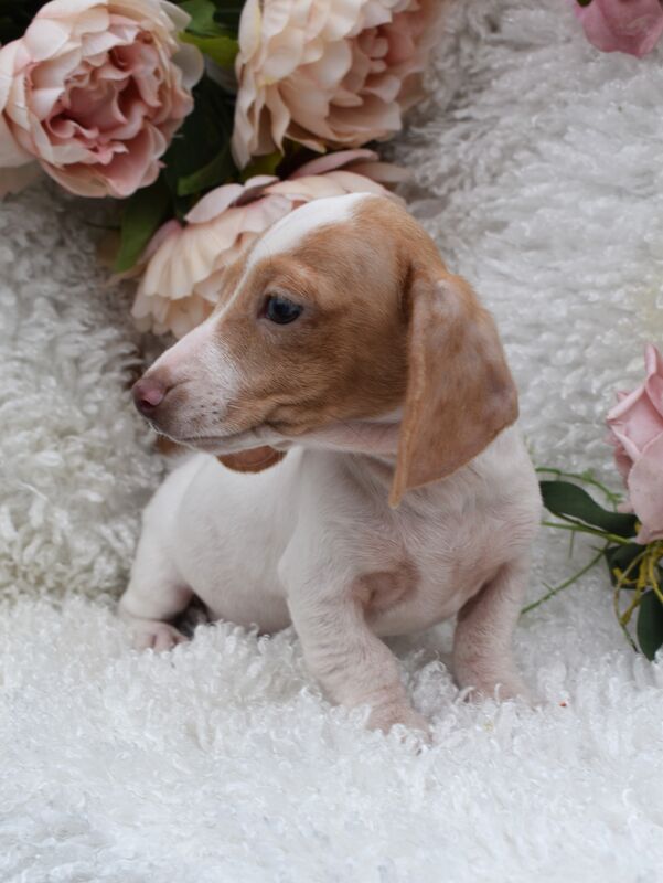 KC Miniature Smooth Dachshund Puppies for sale in King's Lynn, Norfolk - Image 8