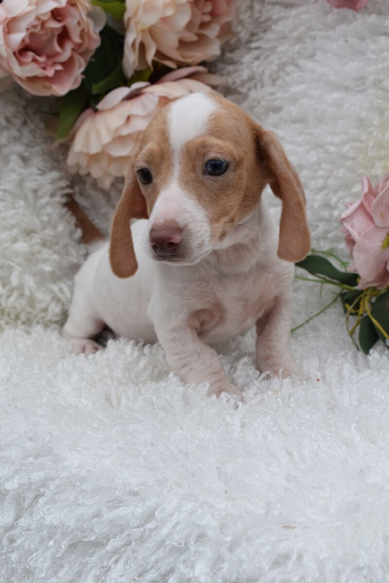KC Miniature Smooth Dachshund Puppies for sale in King's Lynn, Norfolk - Image 10