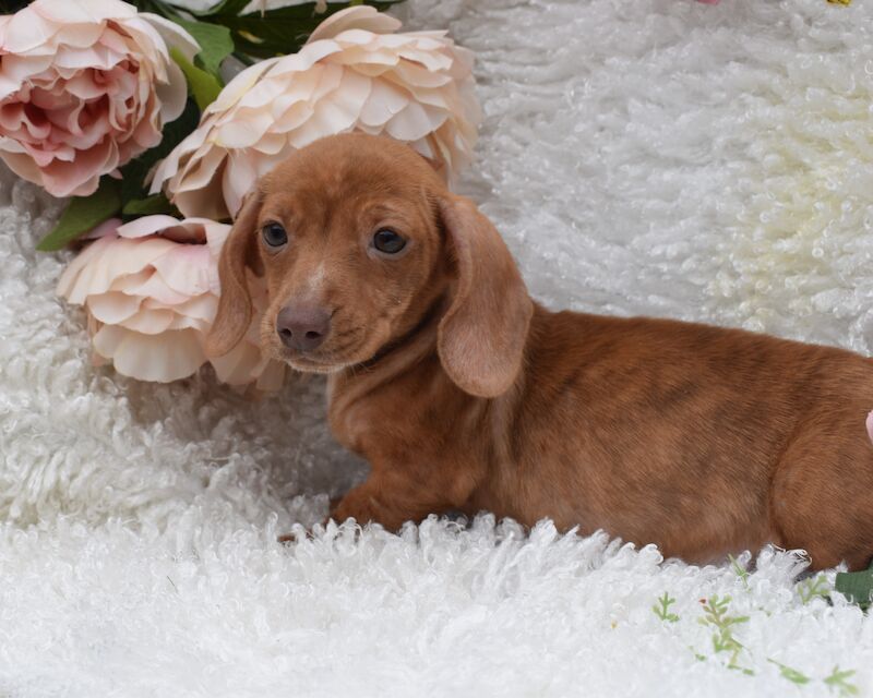 KC Miniature Smooth Dachshund Puppies for sale in King's Lynn, Norfolk - Image 1