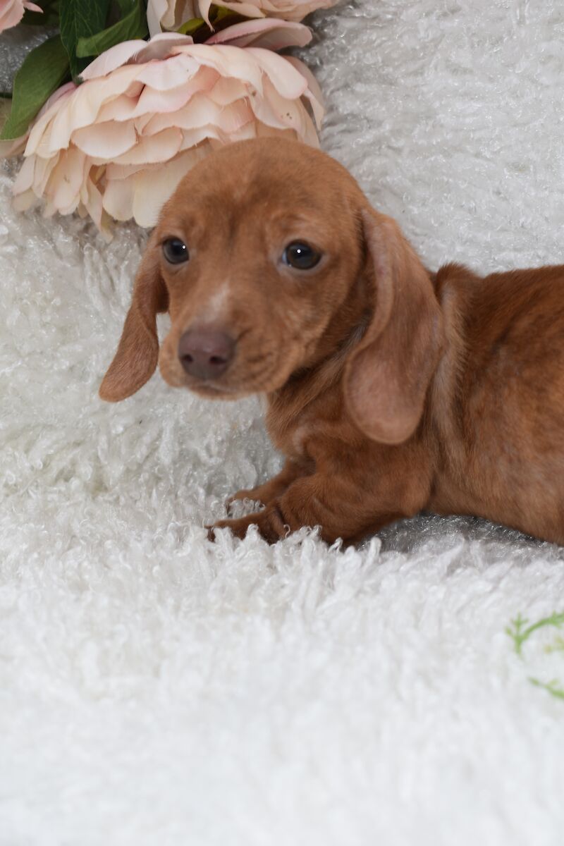 KC Miniature Smooth Dachshund Puppies for sale in King's Lynn, Norfolk - Image 3