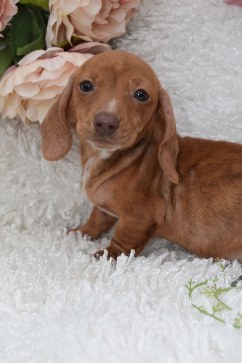 KC Miniature Smooth Dachshund Puppies for sale in King's Lynn, Norfolk - Image 5
