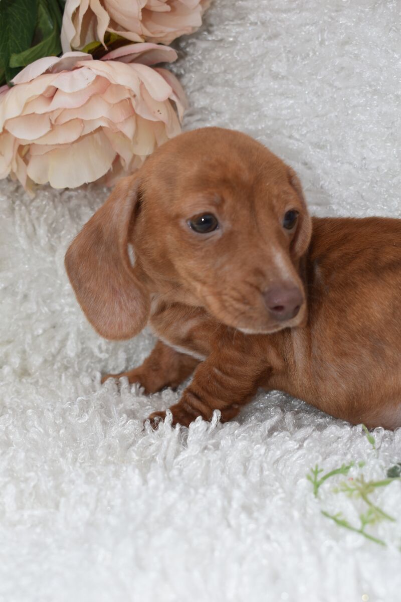 KC Miniature Smooth Dachshund Puppies for sale in King's Lynn, Norfolk - Image 7