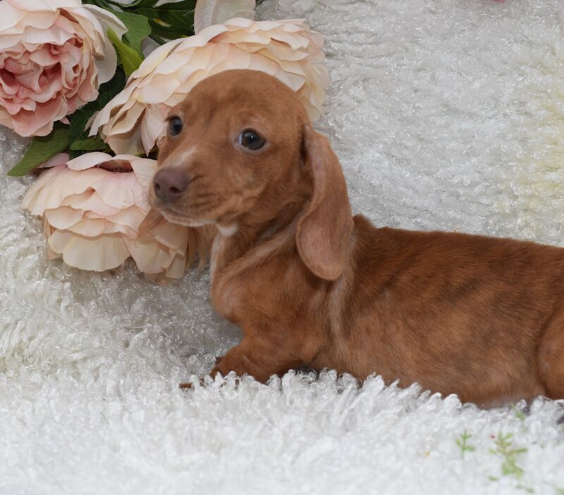 KC Miniature Smooth Dachshund Puppies for sale in King's Lynn, Norfolk - Image 9