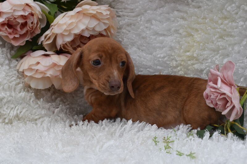KC Miniature Smooth Dachshund Puppies for sale in King's Lynn, Norfolk - Image 11