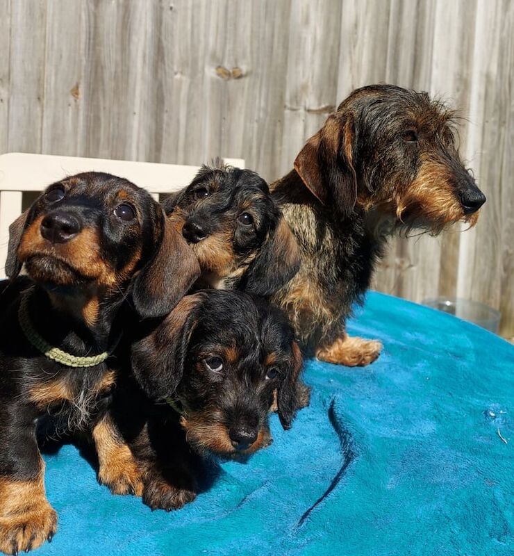 KC Miniature Wirehaired Dachshund ready to go for sale in Cambridge, Cambridgeshire