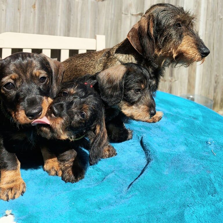 KC Miniature Wirehaired Dachshund ready to go for sale in Cambridge, Cambridgeshire | Image 2