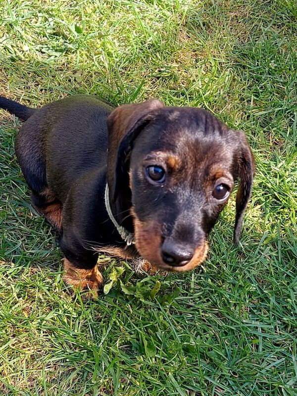 KC Miniature Wirehaired Dachshund ready to go for sale in Cambridge, Cambridgeshire | Image 3