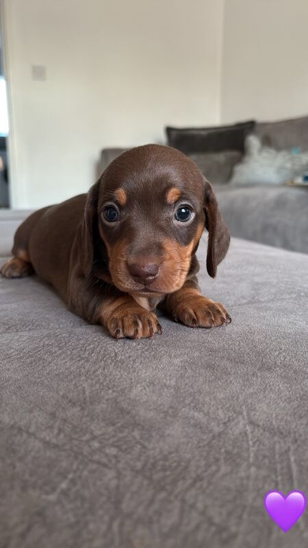 KC Reg Chocolate Puppies**ONLY 1 GIRL LEFT** for sale in Maidstone, Kent