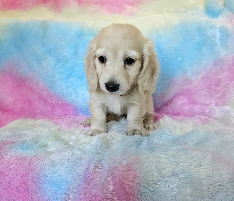 Dachshund puppies for sale in Peterborough, Cambridgeshire – KC registered, 7 weeks old