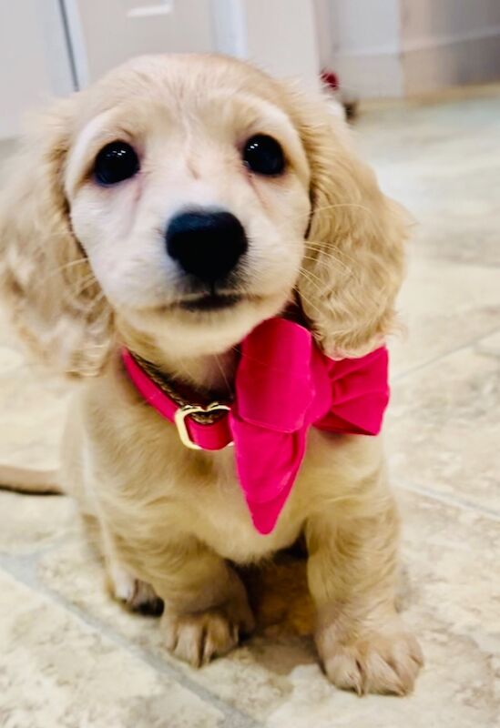 Dachshund puppies for sale in Maidstone, Kent – KC registered, 1 week old