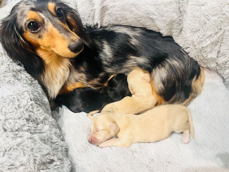 Dachshund puppies for sale in Maidstone, Kent – KC registered, 6 weeks old
