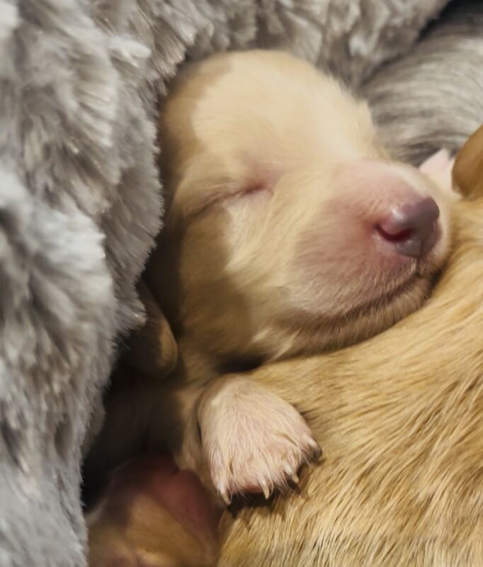 Dachshund puppies for sale in Maidstone, Kent – KC registered, 8 weeks old - Image 2 of 15
