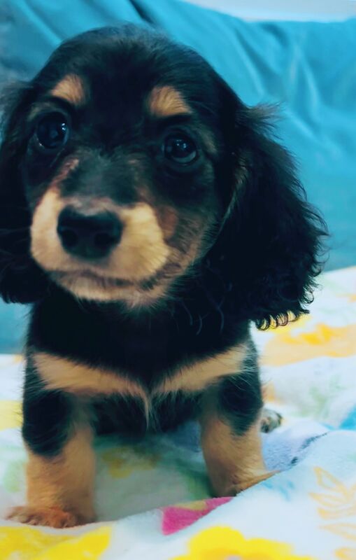 Dachshund puppies for sale in Maidstone, Kent – KC registered, 8 weeks old - Image 4 of 15
